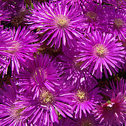 Fleurs du désert à Costa Calma, Fuerteventura