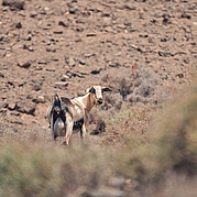 Chèvre sauvage à Fuerteventura Chèvre sauvage à Fuerteventura
