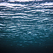 Le monde sous-marin à Fuerte