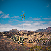 Plante dans le désert de Fuerteventura